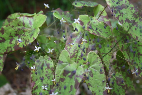 myrianthum 19 5 11 (3)