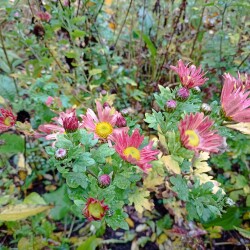 IMG_20251021_120717404a45c9e45e09ca