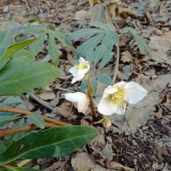 IMG_20250324_1817568ef0c0d91ea25669