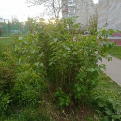 IMG_20250512_191009ed04fed85e2eccc2