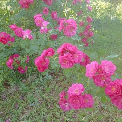 IMG_20250611_09285938d1a1a1cfc7b19b