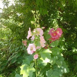 IMG_20250705_10524012a301f139d0fc77