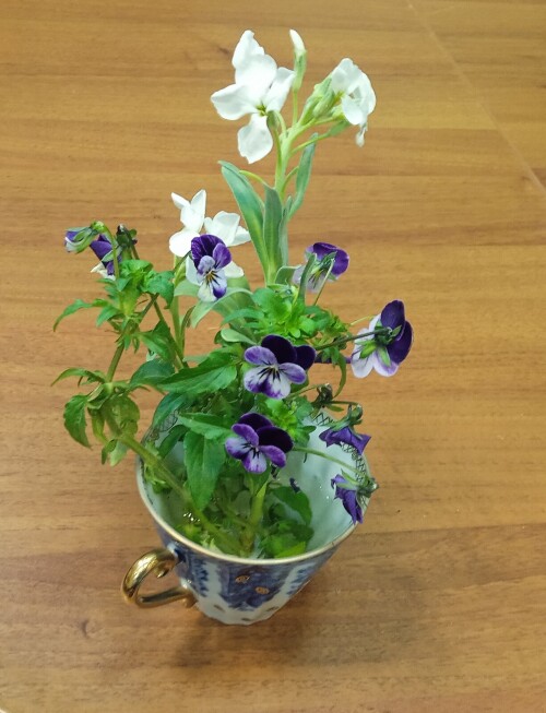 Левкой white 14 nov