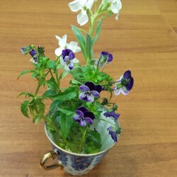 LEVKOI-white-14-nov546b215fb32f2c28