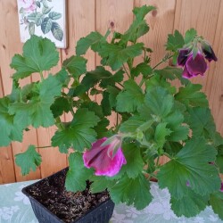 pelar-15-nov80bd1544e212ac17