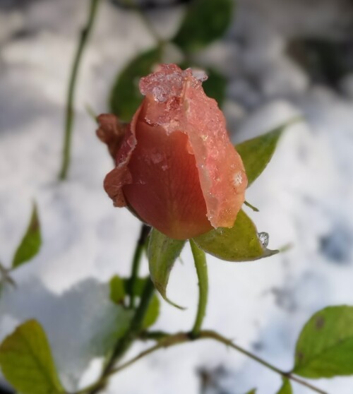 Brandi Hit POUL 16 nov