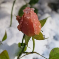 Brandi-Hit-POUL-16-nov8042e3dddb72cf6b