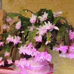 decemb-light-22-novc9416669dfbe46a2