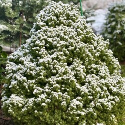 IMG_0996eb046c0210030461