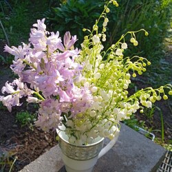 lilac-flowers-jun7322127139089ec7