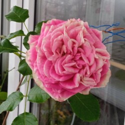 gelato-11-dec56843725d394f06c