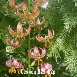 IMG_20251214_201559db195126f8827176