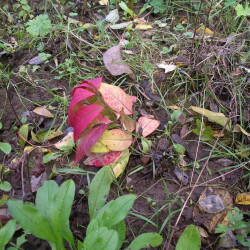 IMGP4922057eb73a88b08053