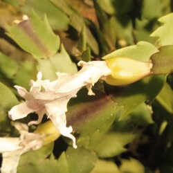 decemb-18-12a02677ce9b16f037