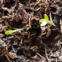 seeds-9-jan2bba6a5266cf766c