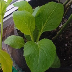 digit-10-16d6989b707f23df7