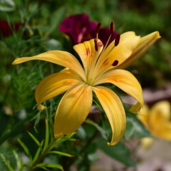 i-45861925ae4e09a269