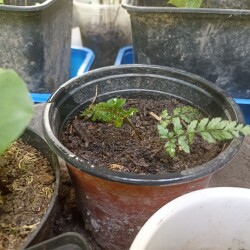 IMG_20250629_09033799e875243cf1200e