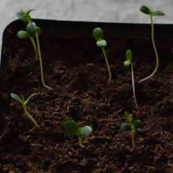 apple-decor-15-jande21afc619ee59d5