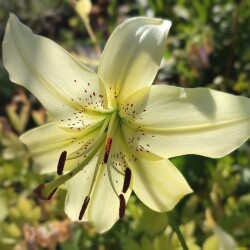 iW524ttMO5-6jWuCQeXCZcUpJ3xlAYNv5AB7RtDFWbLmmt98Ot9vgYjw9scwh2T4eUGw61KPm_WNEfU1YA3JmI_e2be97b11433929bdc