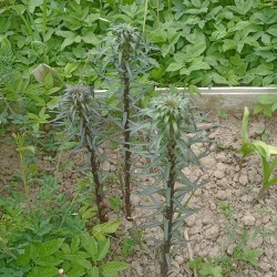 IMG_20250530_130055K6bc801232618c000