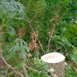 IMG_20250803_08381510e0ed18be601b15