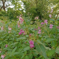 IMG_20250809_0833215483fa09a10a0e66