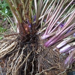 IMG_20250824_130324a39498fe666af6ee