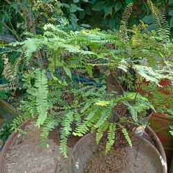 IMG_20250905_1210027f4801ee183f675b