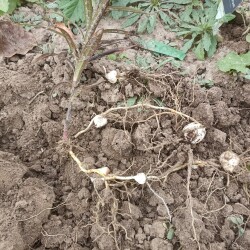 IMG_20250927_133246bcddab8116f8a3e5