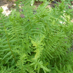 USPP13402816dc2d6def9b03c60