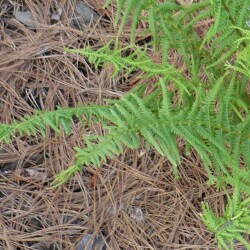 USPP1340310K32f7edc90b330417