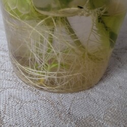 verb-rooting-16-jan674a6cbefea294f6