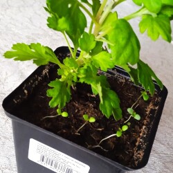 Chris-17-jan93a1b453f4a15af8