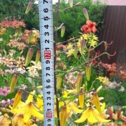 52751381103_315eb5ab85_b2a23d4c2893576fc7