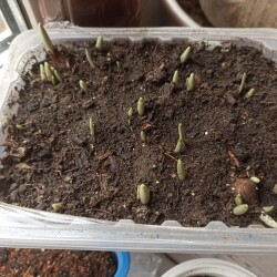 IMG_20250301_16462569a885df91a6f243