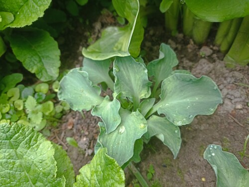 IMG_20250606_090151 Hanjas Crazy Mouse