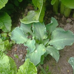 IMG_20250606_09015168b2765d1b03ebd0