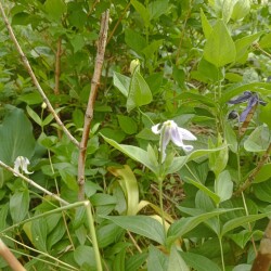 IMG_20250609_093500ea61d31095637013