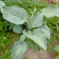 IMG_20250612_175935d5c908b223427cec