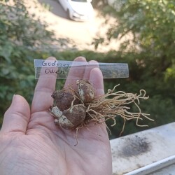 IMG_20250617_075102da7353b6b766f09b