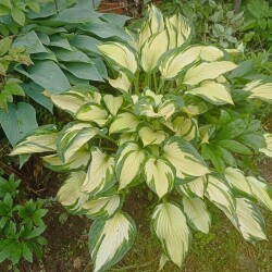 IMG_20250622_182651d2e230b4f944afad