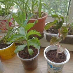 IMG_20250530_1131075464d3974892a358