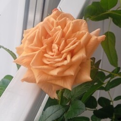 Opal-22-janba7effdb8ca8ec2c