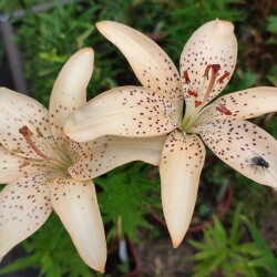 53860731113_1849097d18_bf982da3cb86698e5