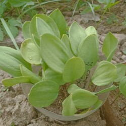 IMG_20250430_12170140a418319fe2b4bf