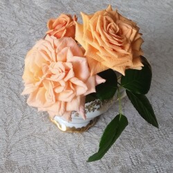 winter-rose-25-janbbd00e7ad6a564cd