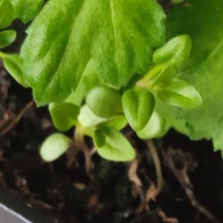 penst-dec3aec3bb0d8fe3581