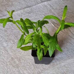 verb-30-1e1ceedd667e91ca0