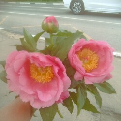 IMG_20250530_1642462683bd7d095f9e2e